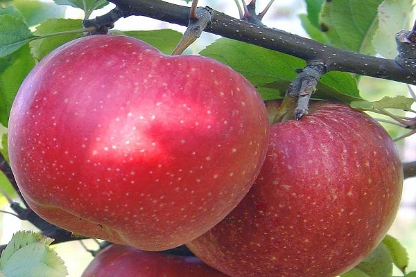 fruits mûrs