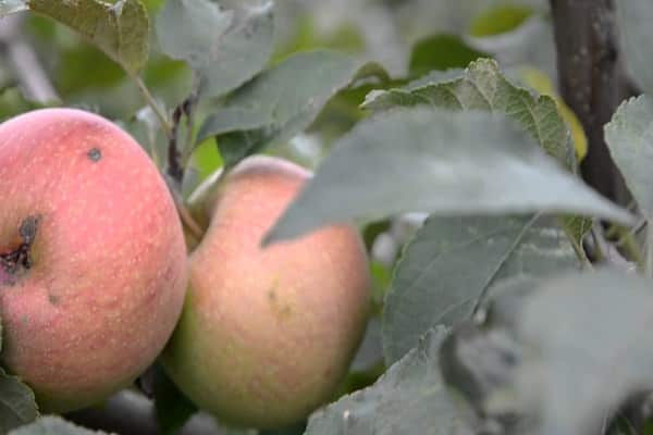 Árbol de frutas