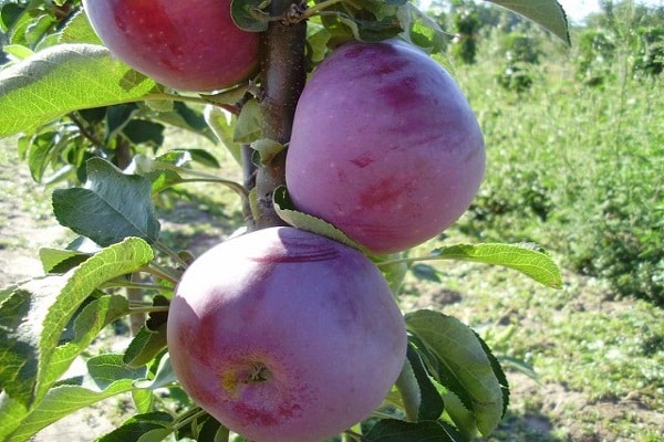 tree feeding