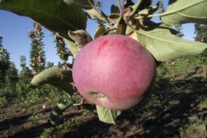 Description de la variété de pomme en colonne Favorit, avantages et inconvénients