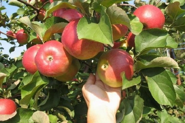  árboles de manzana Coré