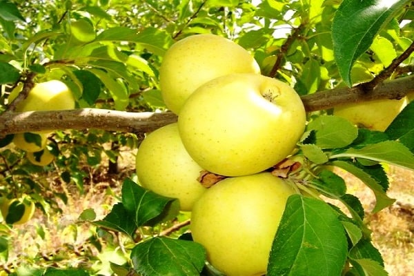 Les pommiers portent des fruits