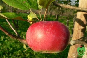 Descripción de la variedad de manzana Kortland y sus características, historial de reproducción y rendimiento.