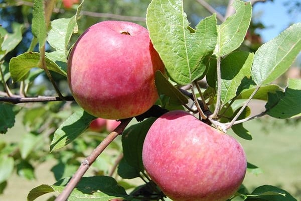 les fruits sont conservés