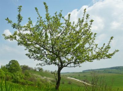 le pommier ne porte pas de fruit