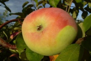 Detailed description and main characteristics of the Martovskoe apple variety