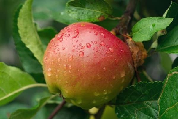 ripening of fruits