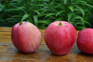 Description détaillée et caractéristiques de la variété de pomme Nastenka