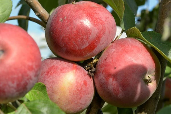 manzanas tiernas