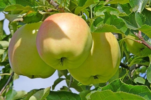 fruit assessment