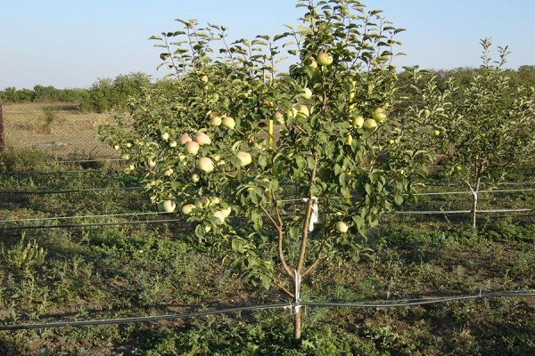 Dimensions de l'arbre