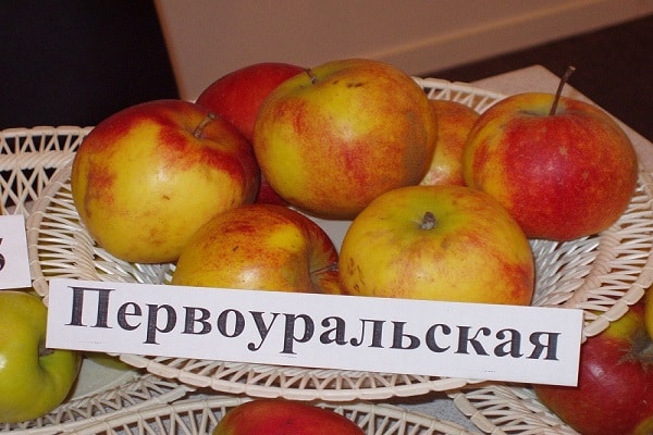 fruta en exhibición