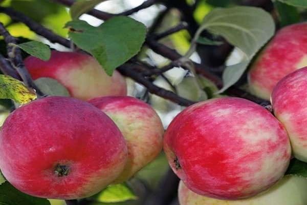 fruiting apple tree