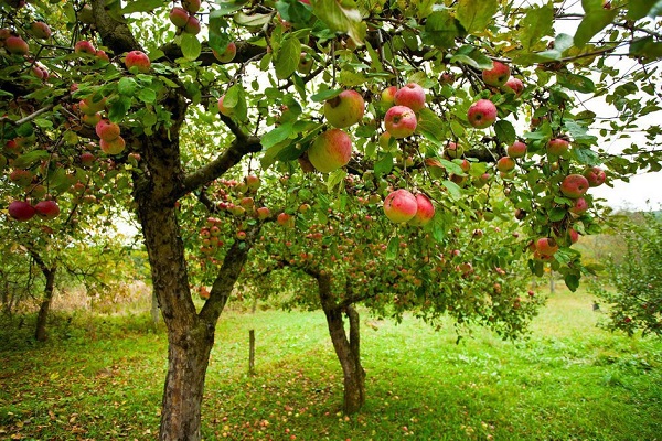 beautiful apple tree