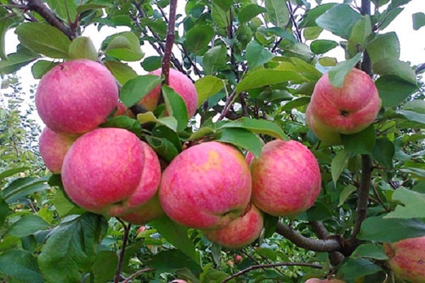 pommes rouges