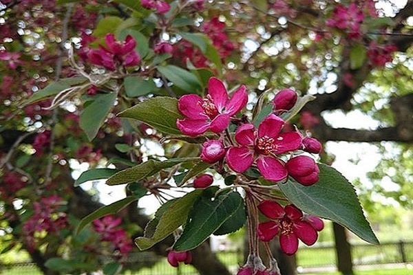 red blooms