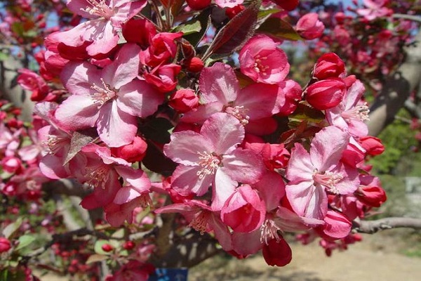 árbol sano