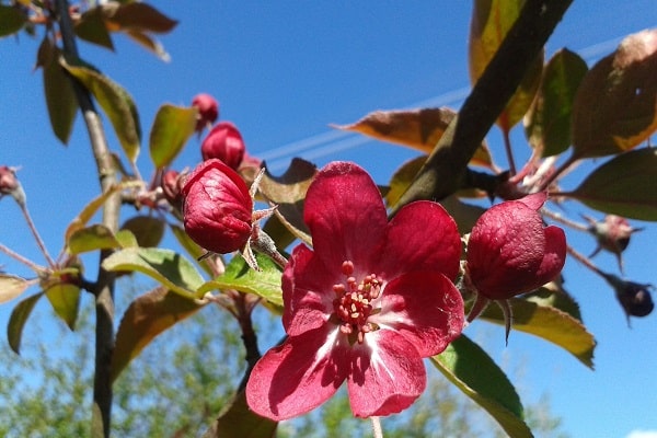 brotes y floración