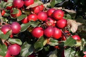 Description of the varieties and characteristics of the Pionerka apple variety, the rules for growing in the regions