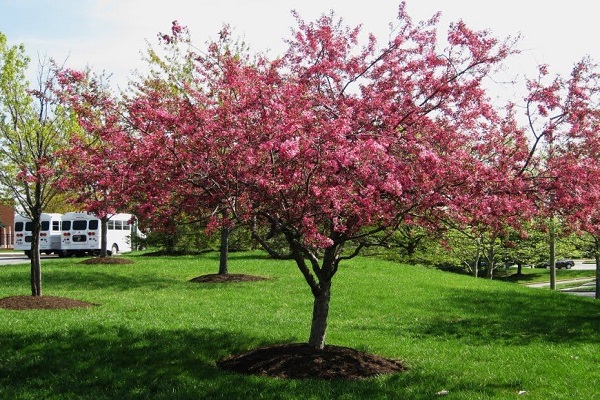 flowering process