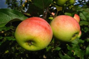 Description de la variété de pomme Pobeda (Chernenko) et caractéristiques de rendement