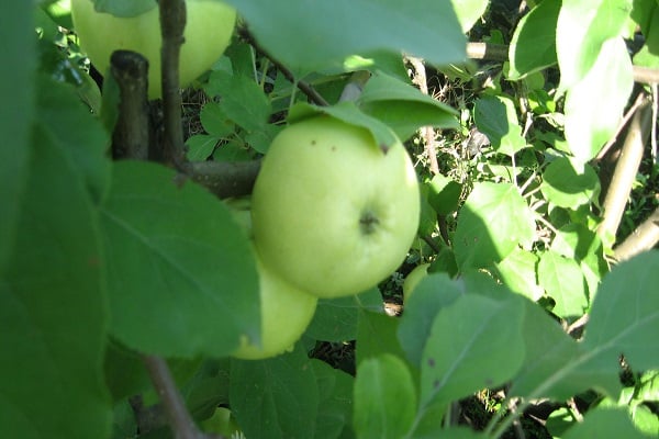 Apple tree Snowdrop