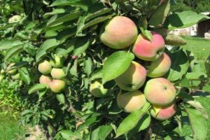 Description of the variety of dwarf apple trees Snowdrop, yield characteristics and growing regions