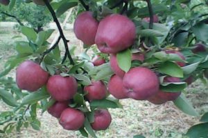 Characteristics and description of the apple variety Richard, frost resistance and application