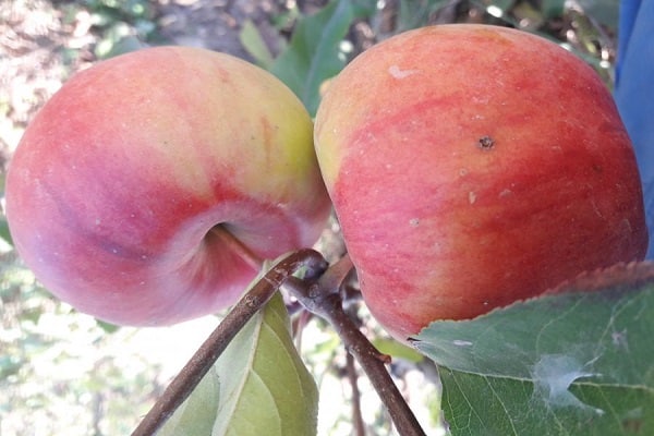 rendimiento de variedad