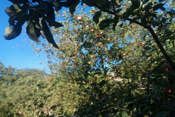 las frutas maduran