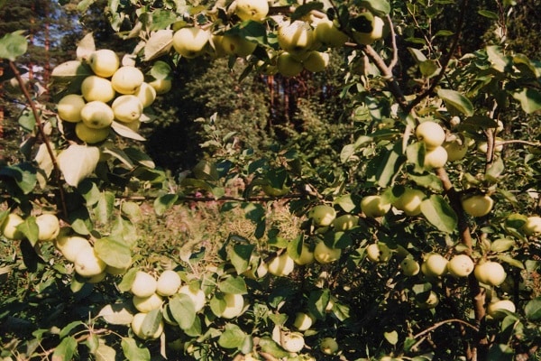 beaucoup de pommes