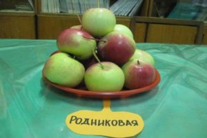 Description of the variety of apple trees Rodnikovaya, yield and cultivation