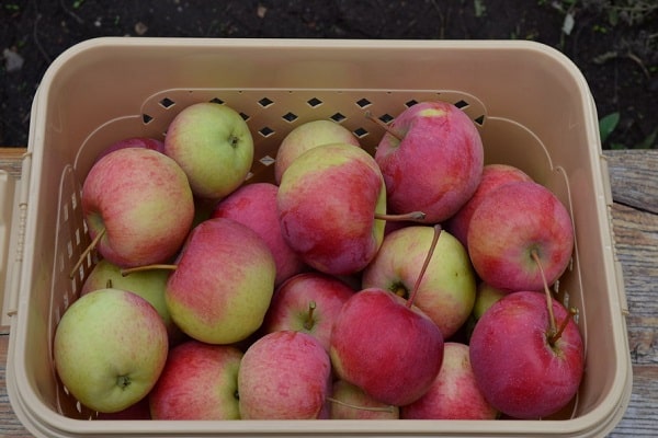 corbeille de fruits