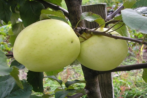 Russian apple tree