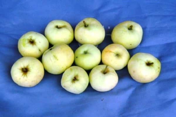 harvested fruits