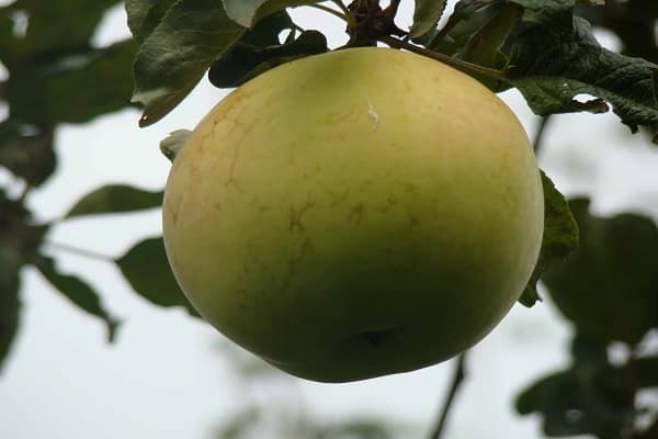 manzana solitaria