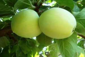 Description of the variety of apple trees Rossiyanka, characteristics of winter hardiness and yield