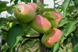 Description et caractéristiques de la variété de pomme Romarin, dans quelles régions elle porte mieux ses fruits