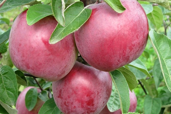 ripening of fruits