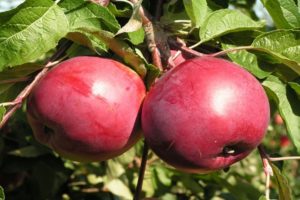 Description of the Rubin apple variety, characteristics of winter hardiness and reviews of gardeners