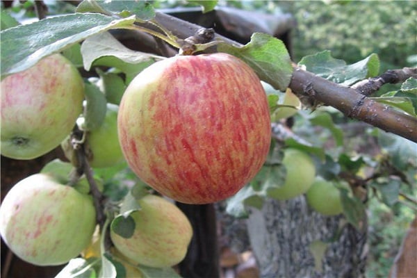 apple tree properties