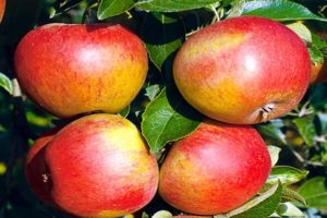 Description and characteristics of the apple variety Sweet Nega, yield indicators and gardeners' reviews