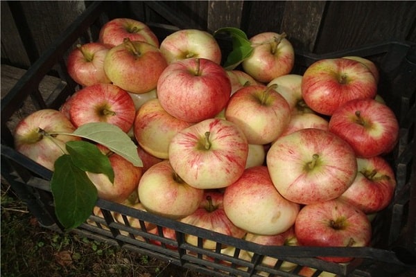 harvested crop