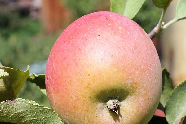 large fruit