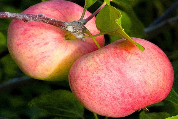 fruta en el árbol