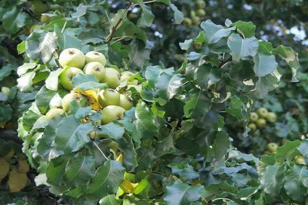 pour fruit