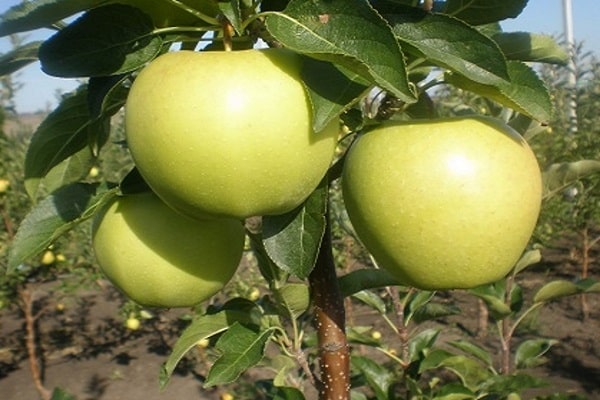 áreas de cultivo