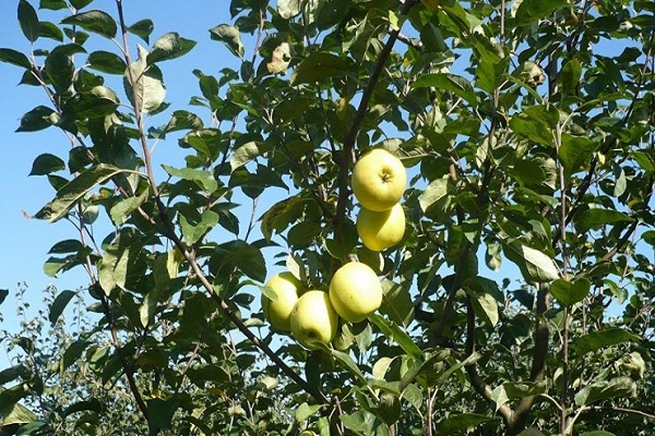 la fructification n'est pas différente