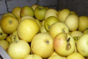 Characteristics of the variety of apple trees Slavyanka, region of cultivation and description of yield