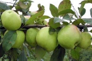 Caractéristiques de la variété de pomme Sokolovskoye, description des fruits, rendement et résistance à l'hiver